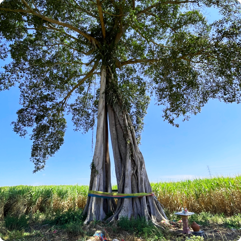 Run 532: Paddywhacker Memorial Run